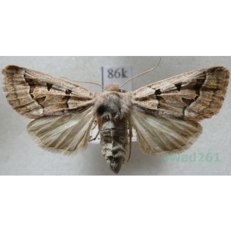Episema glaucina (Esper, 1789) female Slovakia86k